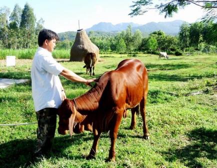 Kỹ thuật nuôi bò thịt hiệu quả