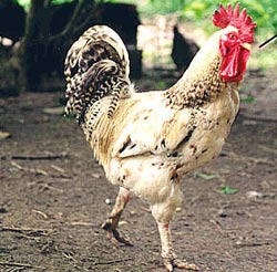 Chăn nuôi gà an toàn sinh học