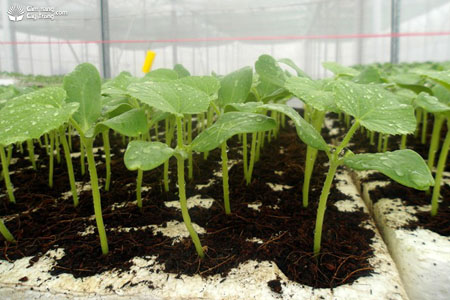 Hướng dẫn kỹ thuật xử lý (ngâm, ủ…) các loại hạt giống trước khi trồng