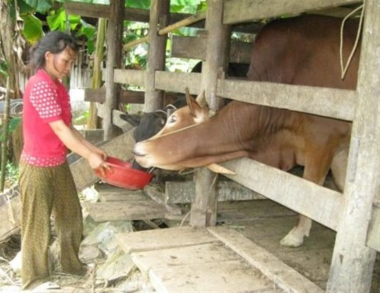 Phát triển chăn nuôi đại gia súc ở vùng tây nguyên