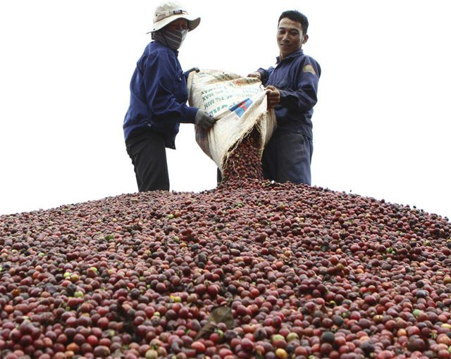 Cà phê việt chuẩn fair trade không lo bị ép giá