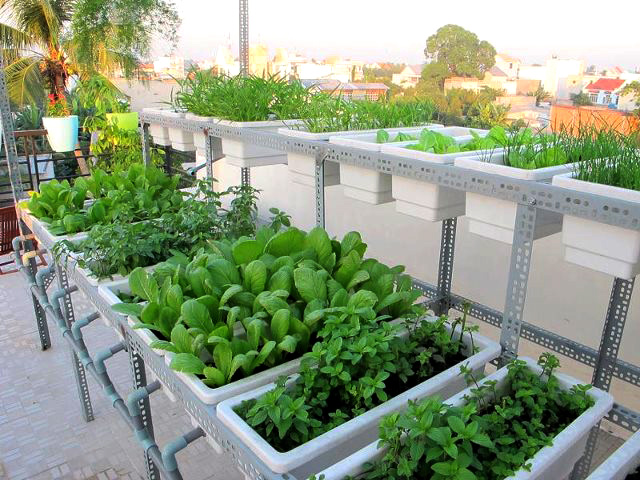 Mô hình trồng rau sạch trên sân thượng
