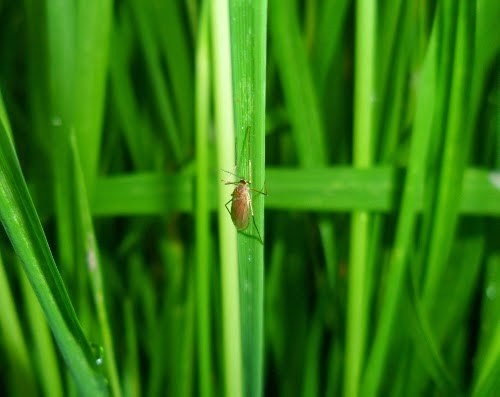 Muỗi hành hại lúa và cách phòng trị