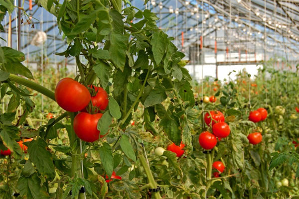 Ghép thành công cà chua trái vụ cho hiệu quả cao