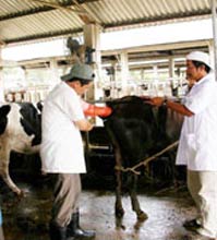 Nghiên cứu ứng dụng kỹ thuật cấy truyền phôi động vật trong việc nhân giống bò thịt, bò sữa cao sản