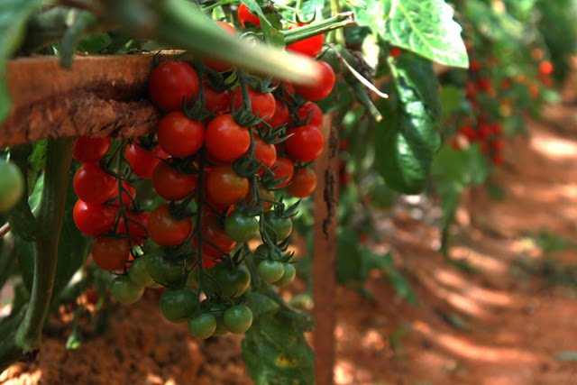 Hướng dẫn cách trồng và chăm sóc cà chua bi