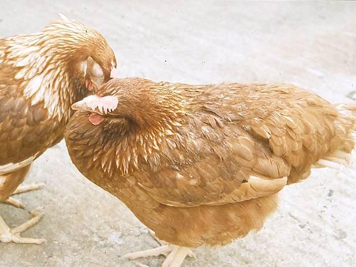 Cách phòng bệnh giun đũa cho gà