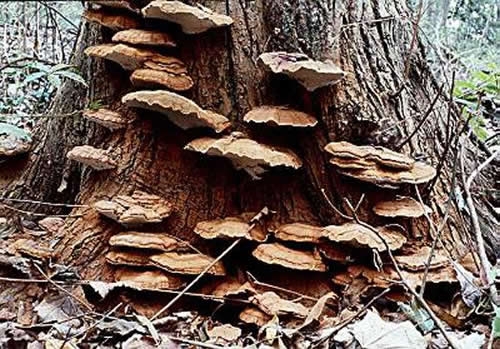 Trồng nấm linh chi trên cây thân gỗ