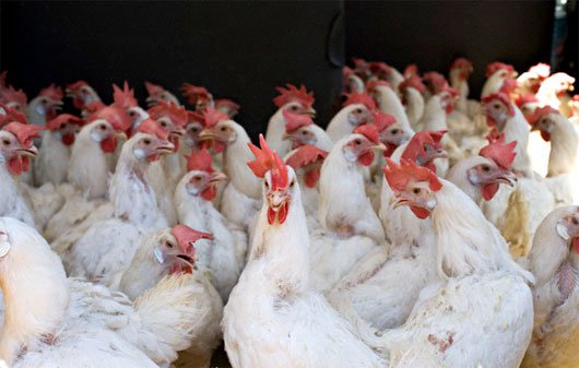 Công nghệ nuôi gà không cần kháng sinh