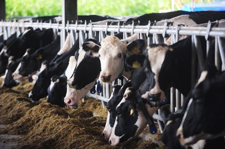 Hành vi của bò thay đổi cho thấy dấu hiệu của sự suy giảm sức khỏe