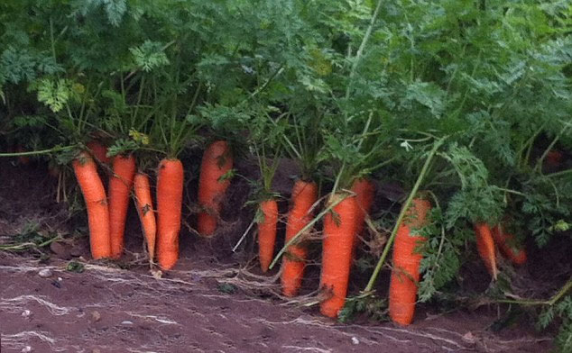Trồng cây cà rốt