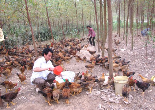 Mô hình chăn nuôi mới