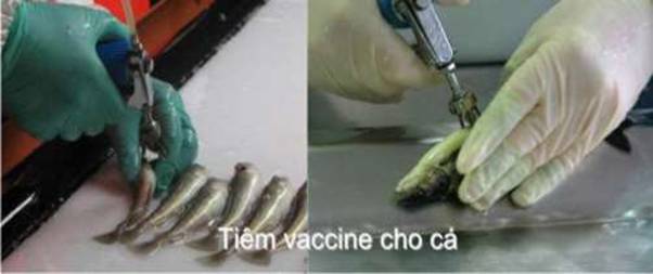 Vai trò của  vaccine được dùng trong nuôi trồng thủy sản