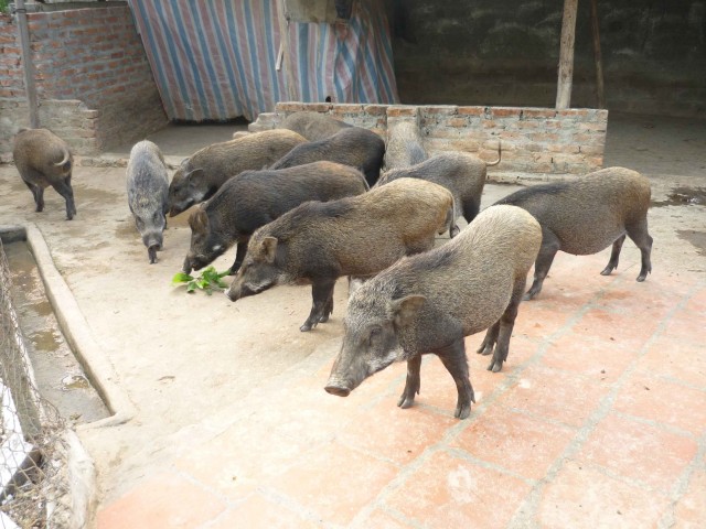 Đặc điểm lợn rừng của thái lan
