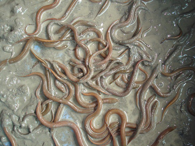 Sử dụng bồn nylon nâng cao năng suất nuôi lươn trên cạn