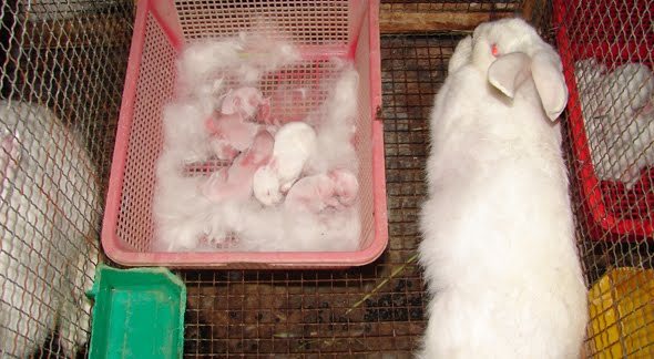 Bí quyết nuôi thỏ sinh sản