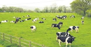 Hiện tượng sinh sản kém ở bò liên quan tới nhiễm sắc thể y