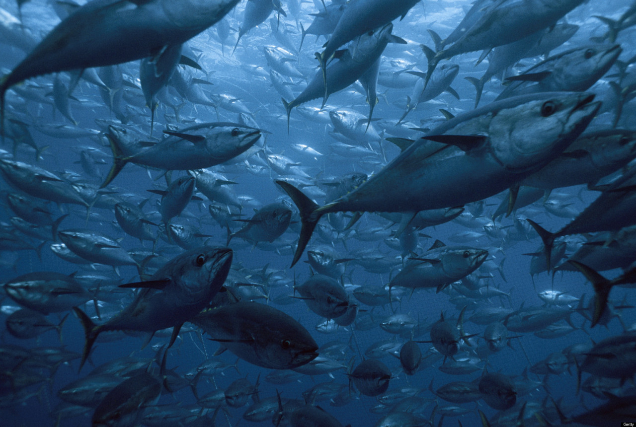 Tìm hiểu về bệnh ở cá ngừ nuôi lồng và biện pháp phòng trị