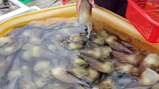 Vạn Ninh: Người dân nuôi sò mai tự phát