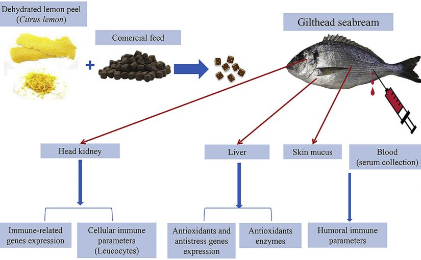 Bột vỏ chanh làm tăng khả năng sinh trưởng và miễn dịch của cá