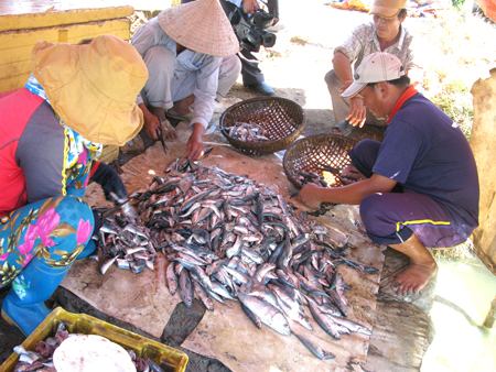 Sử dụng thức ăn tươi trong nuôi trồng thủy sản: Những hệ lụy