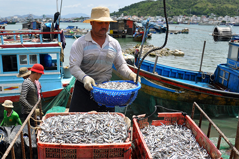 Ngư dân Nha Trang trúng mùa cá cơm