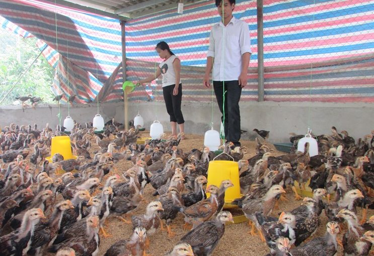 Mô hình chăn nuôi gà thịt trên nền đệm lót sinh học