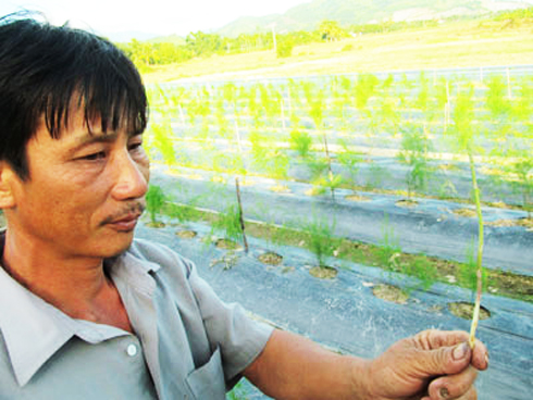 Triển khai mô hình trồng măng Tây ở Ninh Hòa