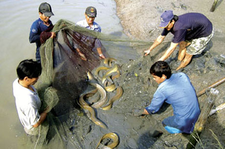 Kỹ thuật nuôi cá chình thương phẩm trong ao đất