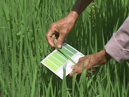 Hướng dẫn sử dụng bảng so màu lá để bón phân đạm cho lúa cao sản