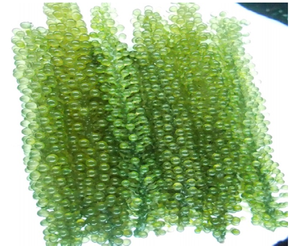 Tối ưu hóa sơ chế rong nho (Caulerpa lentillifera) sau thu hoạch