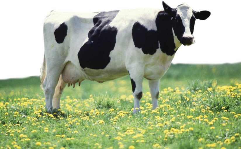 Phương pháp cạn sữa đột ngột ở bò