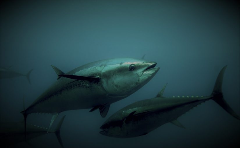 Tại sao cá ngừ có thể có lượng hóa chất gấp 36 lần so với các loại khác?