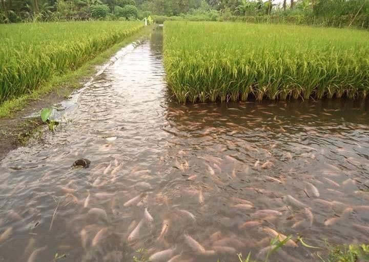 Các mô hình nuôi cá và phòng bệnh cho cá nuôi trên ruộng