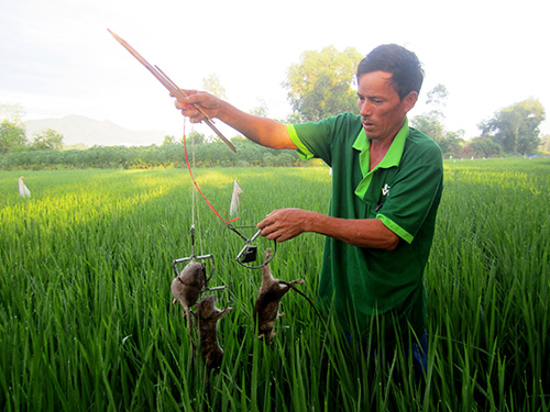 Phòng trừ chuột hại lúa xuân