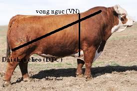 Cách xác định trọng lượng và tuổi trâu, bò