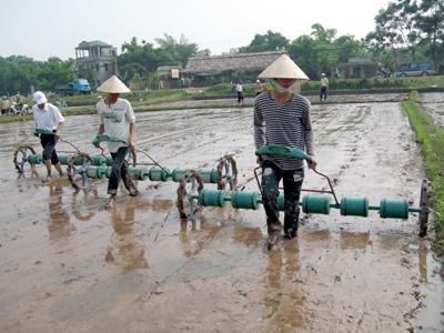 Gieo thẳng lúa bằng giàn kéo