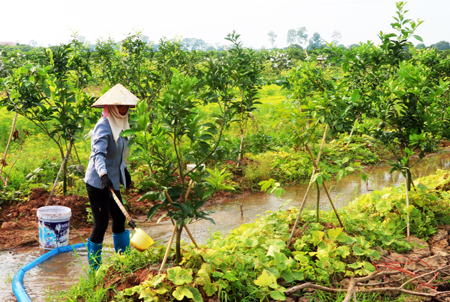 Trồng cây ăn quả có múi ở Hưng Yên thu 100 tỷ đồng/năm