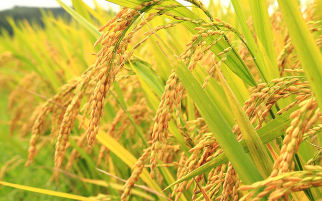 Kỹ thuật gieo và chăm sóc cây lúa cao sản