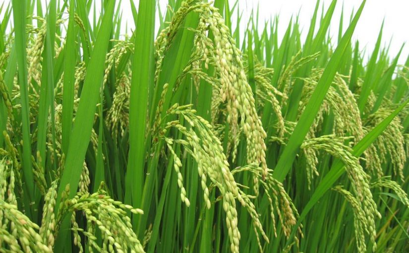 Việt Nam hoàn toàn làm chủ được công nghệ sản xuất giống lúa