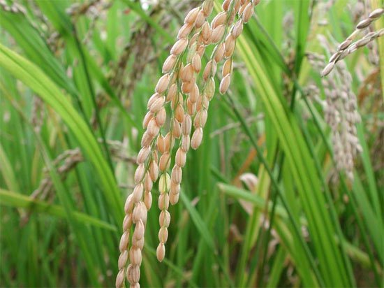 IRRI phát triển thành công giống lúa siêu chịu mặn