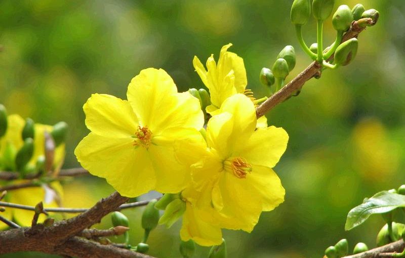 11 loại hoa mai tuyệt đẹp tại Việt Nam