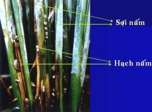 Cách phòng trị bệnh khô vằn hại lúa
