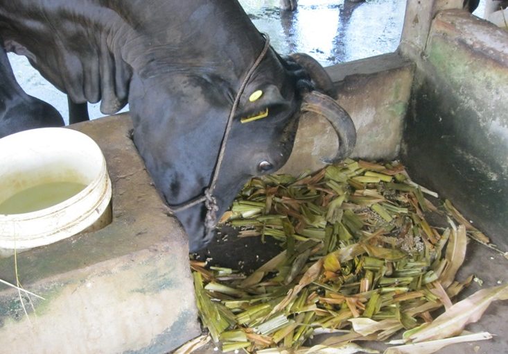 Chế biến thân lá ngô dùng làm thức ăn cho trâu bò