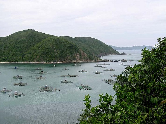 Nuôi biển ở Sông Cầu, Phú Yên – Phần 2 : Giải pháp phát triển bền vững