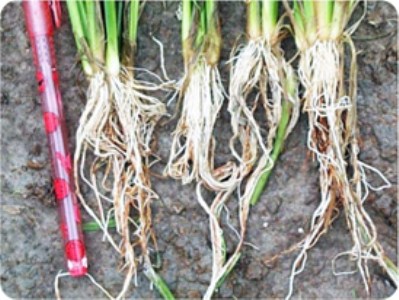 Những hiện tượng bất thường trên rễ lúa và biện pháp khắc phục