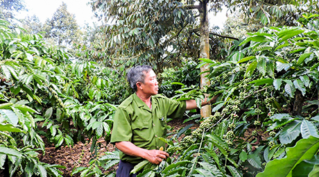 Lợi ích kép từ trồng cây ăn trái xen canh cà phê