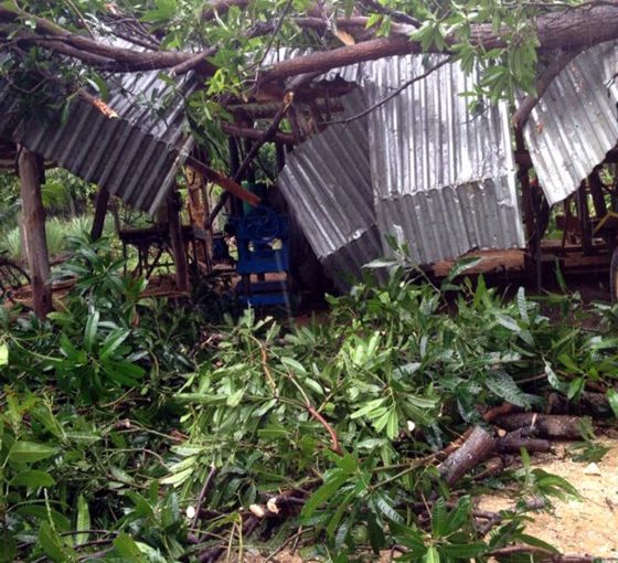 Khánh Sơn: Thiệt hại hơn 1.000ha cây trồng