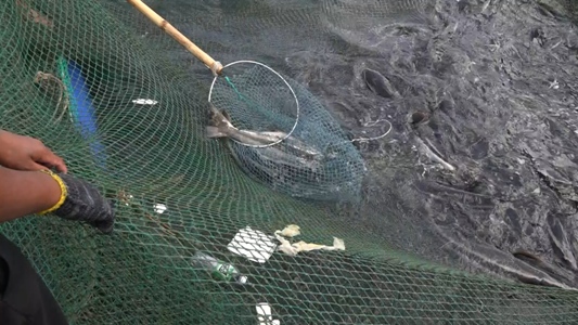 Khánh Hòa: Hàng tấn cá bớp chết bất thường, người dân khốn đốn