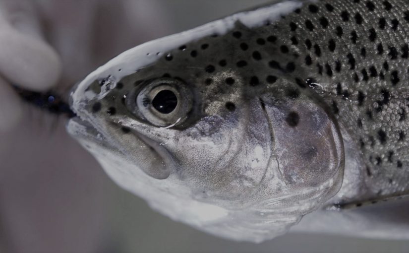 Tại sao nhiều cá hồi nuôi bị mất thị lực vào mùa hè?